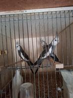 2 koppels valkparkieten, Dieren en Toebehoren, Vogels | Parkieten en Papegaaien, Meerdere dieren, Parkiet