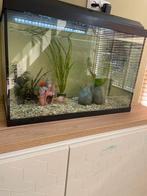 Aquarium inclusief alle accessoires, Dieren en Toebehoren, Dierenvoeding, Ophalen, Vis