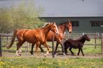 Luxe pensionplek: Volledige verzorging en ontzorging, Weidegang, 2 of 3 paarden of pony's