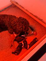 Dwerg ~ Toypoedel Pups, Dieren en Toebehoren, Honden | Chihuahua's en Gezelschapshonden, Poedel, Rabiës (hondsdolheid), 8 tot 15 weken