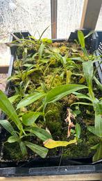 Nepenthes ventrata, Huis en Inrichting, Ophalen, Overige soorten, Minder dan 100 cm