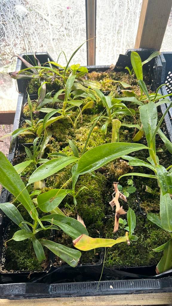Nepenthes ventrata, Huis en Inrichting, Kamerplanten, Overige soorten, Minder dan 100 cm, Ophalen