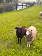 Ouessant ram te koop of ruilen, Dieren en Toebehoren, Mannelijk, Schaap