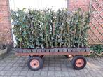 Mooie gestokte Hedera Hibernica 100/120 in pot!, Ophalen, Overige soorten, 100 tot 250 cm