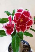 Adenium Woestijnroos - 18cm, 2 jaar oud, Overige soorten, Volle zon, Ophalen of Verzenden, Tweejarig