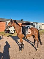 Lieve c pony