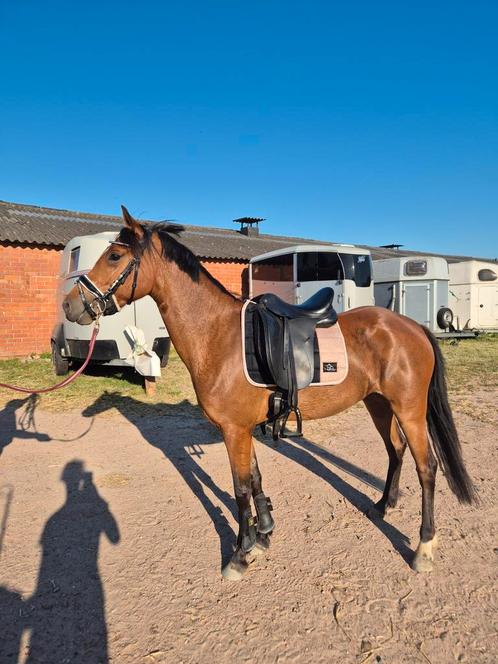Lieve c pony, Dieren en Toebehoren, Pony's