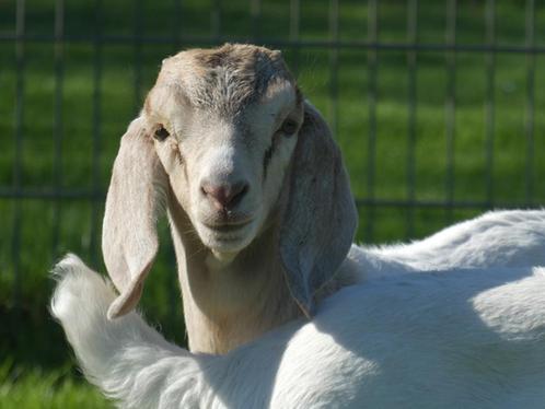 byzonder boergeit bokje te koop, Dieren en Toebehoren, Schapen, Geiten en Varkens, Geit, Mannelijk, 0 tot 2 jaar