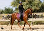 Super lieve d pony merrie, Dieren en Toebehoren, B, 3 tot 6 jaar, Recreatiepony, D pony (1.37m tot 1.48m)