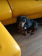 Black Merle Tan teckelreutje (27-3-2025) voor energieke baas, Dieren en Toebehoren, Honden | Teckels en Dashonden, Rabiës (hondsdolheid)