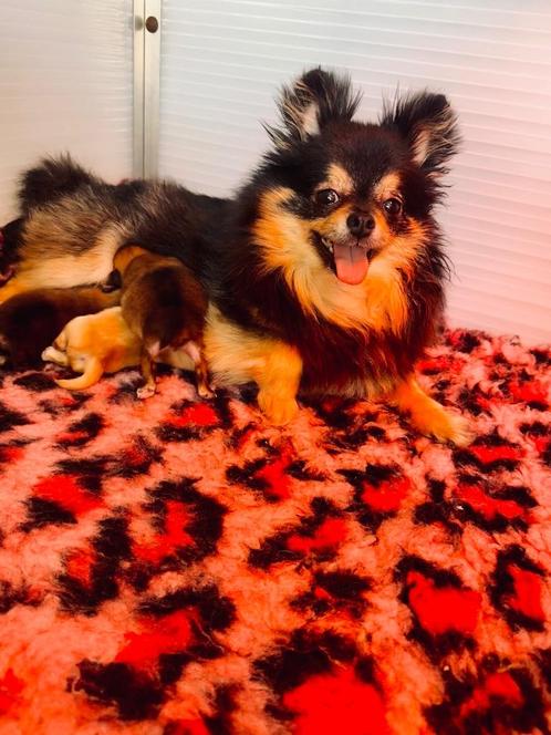 Pomeriaan pups te koop, Dieren en Toebehoren, Honden | Poolhonden, Keeshonden en Oertypen, Reu, Keeshond, Particulier, Meerdere