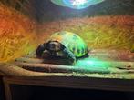 Russische vierteen schildpad, Dieren en Toebehoren, Reptielen en Amfibieën, Schildpad, 0 tot 2 jaar