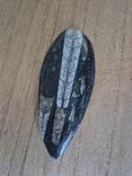 Fossiel Orthoceras, Verzamelen, Ophalen, Fossiel