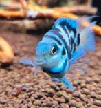 Blue polars 3-4 cm €3.95 per stuk & 4 voor €14 & 10 voor €30, Vis, Zoetwatervis