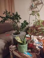 Diverse kamerplanten: Jade, Polyscias, Ezelsoor, Ophalen of Verzenden, Halfschaduw, Minder dan 100 cm