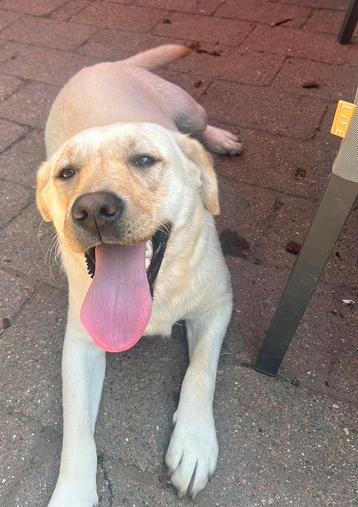Spoed !! Lieve labrador teef van 1 jaar  beschikbaar voor biedingen