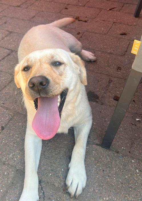 Spoed !! Lieve labrador teef van 1 jaar, Dieren en Toebehoren, Honden | Retrievers, Spaniëls en Waterhonden, Teef, Labrador retriever