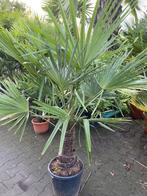 TE KOOP Winterharde palmboom /stamhoogte 40cm, In pot, Lente, Volle zon, Ophalen