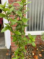 Sneeuwbal plant (Viburnus Tinus), Ophalen of Verzenden, Volle zon, Overige soorten, Minder dan 100 cm