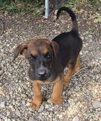 Dobermann Belguim malinois pups, Dieren en Toebehoren, Honden | Chihuahua's en Gezelschapshonden, België, Particulier, Overige rassen