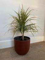 Dracaena plant 45 cm hoog, Ophalen, Overige soorten, Minder dan 100 cm