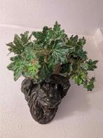 2 zware, antieke muurconsoles van gietijzer: Leeuw + Adelaar, Ophalen