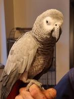 Coco grijze roodstaart, Dieren en Toebehoren, Vogels | Parkieten en Papegaaien, Geslacht onbekend, Papegaai, Pratend