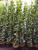 klimop hedera hibernica, Ophalen, Vaste plant, Bloeit niet, Halfschaduw