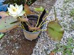 witte waterlelie jonge stek, Ophalen
