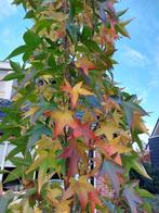 Zuil Amberboom, Liquidambar Slender Silhouette, smalblijvend, Bloeit niet, 250 tot 400 cm, Zuilboom, Ophalen