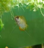 Dwerg Gourami's vrouw + 2 nakweek, Dieren en Toebehoren, Vissen | Aquariumvissen, Vis, Zoetwatervis