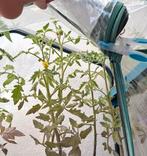 Planten, Ophalen, Volle zon, Groenteplanten, Eenjarig