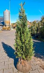 Chamaecyparis Columnaris - Zuilcypres 80-100cm, Tuin en Terras, Ophalen of Verzenden, Conifeer, Struik, Minder dan 100 cm