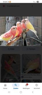 GEZOCHT Bourke, Dieren en Toebehoren, Vogels | Parkieten en Papegaaien, Meerdere dieren, Parkiet