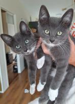 2 katertje, 11 weken oud. Mix Europees en Britse korthaar., Dieren en Toebehoren, Katten en Kittens | Raskatten | Korthaar, Kater