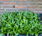 Trachycarpus Fortunei zaailingen (1500 stk per kist), Ophalen of Verzenden, Bloeit niet, Overige soorten, Halfschaduw
