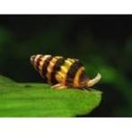 Slak etende slak Anatome Helena, Dieren en Toebehoren, Vissen | Aquariumvissen, Slak of Weekdier, Zoetwatervis