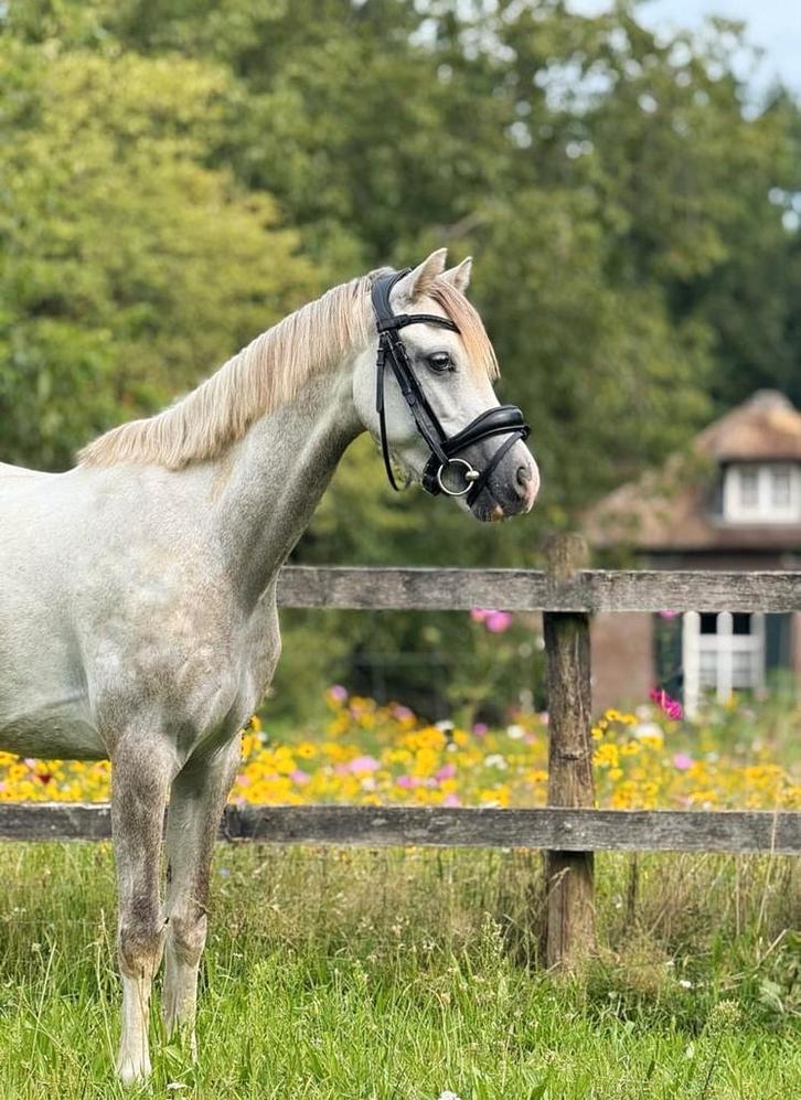 Knappe, brave 3,5 jarige C pony te koop., Dieren en Toebehoren, Pony's, Ruin, 3 tot 6 jaar