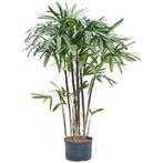 Rhapis Excelsa - Bamboe Stokpalm g73530, Tuin en Terras, Planten | Tuinplanten, Ophalen of Verzenden