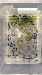 Blauwe Garnalen, Dieren en Toebehoren, Vissen | Aquaria en Toebehoren, Ophalen, Nieuw, Plant(en), Steen of Hout