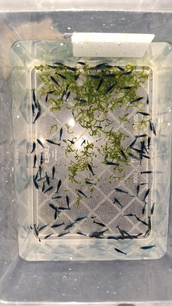 Blauwe Garnalen, Dieren en Toebehoren, Vissen | Aquaria en Toebehoren, Nieuw, Plant(en), Steen of Hout, Ophalen