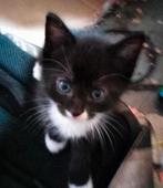 4 super leuke kittens !, Dieren en Toebehoren, Geslacht onbekend, Kortharig, 0 tot 2 jaar