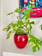 Raphidophora Tetrasperma | Monstera Minima, Huis en Inrichting, Kamerplanten, Groene kamerplant, Ophalen of Verzenden, Halfschaduw