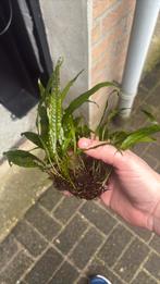 Java varen, Dieren en Toebehoren, Ophalen, Zo goed als nieuw, Plant(en), Steen of Hout