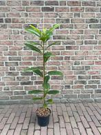 Compacte wintergroene eik, Tuin en Terras, Planten | Tuinplanten, Volle zon, Vaste plant, Zomer, Ophalen