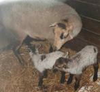 Schaap schapen stel stelletjes lam lammeren lammetjes, Dieren en Toebehoren, Schapen, Geiten en Varkens, Meerdere dieren, Schaap