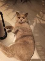 Langdurige oppas gezocht voor onze lieve korthaar., Poes