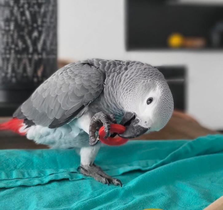 Grijze Roodstaart -Lorre & Co Super Tam, Dieren en Toebehoren, Vogels | Parkieten en Papegaaien, Papegaai, Meerdere dieren