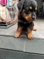 Prachtige rottweiler pups  nog   1 teefje, Dieren en Toebehoren, Rabiës (hondsdolheid), 8 tot 15 weken, Meerdere, Meerdere dieren