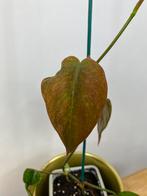 Philodendron Micans Mint Variegata #1, Ophalen of Verzenden, Halfschaduw, Minder dan 100 cm